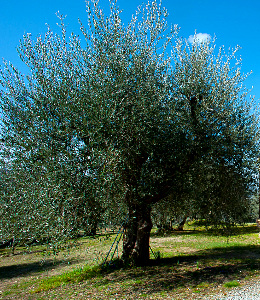 Een oude en sterke olijfplant op Agriturismo Bindozzino