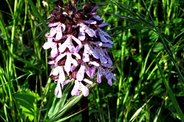 Spontaneous orchid commonly occurring at Bindozzino Farmland