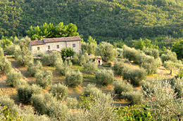 The cottage, the olive grove and the woodland in the background