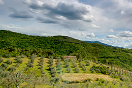 A small vineyard surrounded by old plants of olive