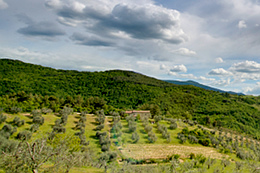 Piccolo vigneto contornato da vecchie piante di ulivo