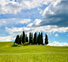 Cipressi della Val d'Orcia in primavera