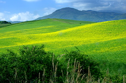 Flowering grassland on the slopes of Mount Amiata