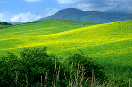 Prati fioriti sulle pendici del Monte Amiata